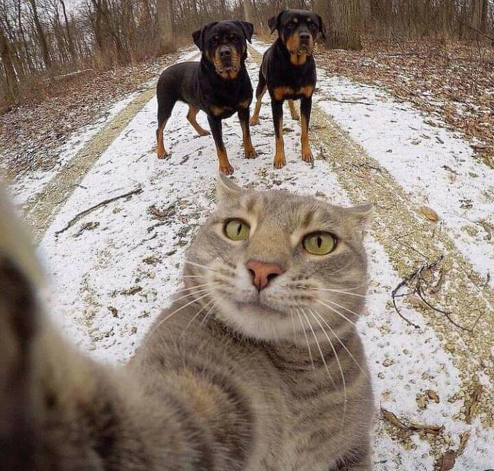 cat selfie with dogs