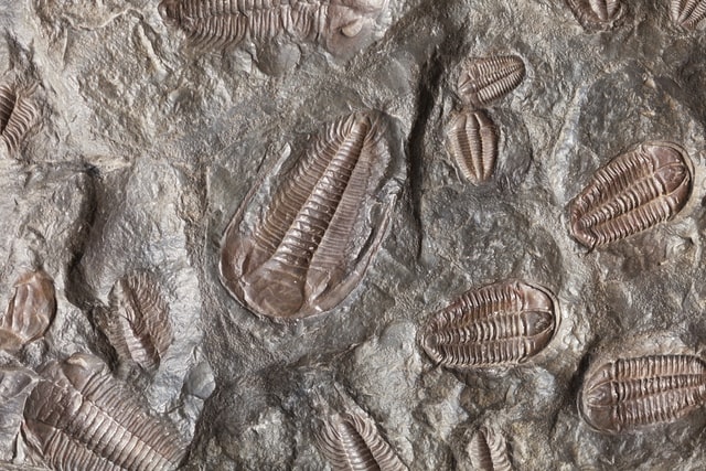 Trilobites