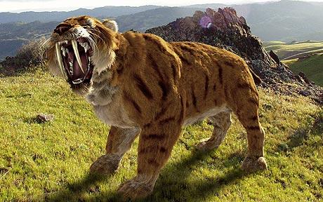 Saber-toothed cats