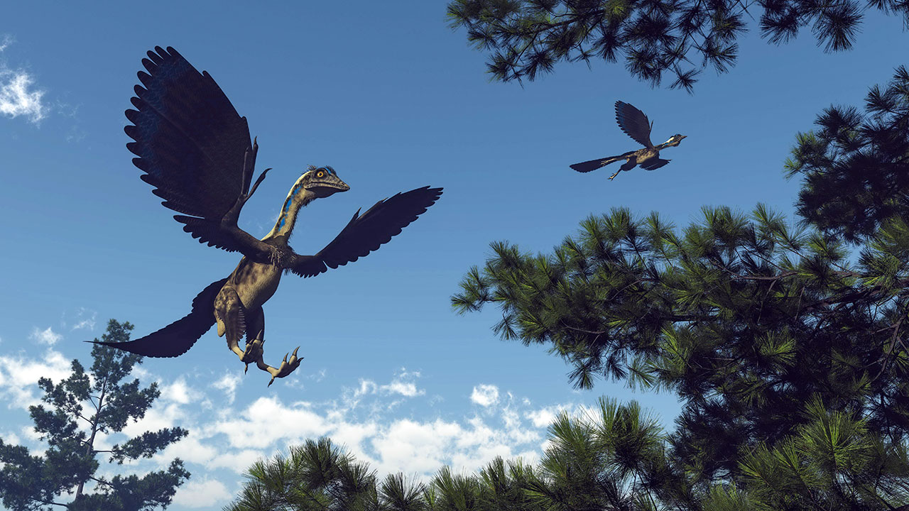 Archaeopteryx