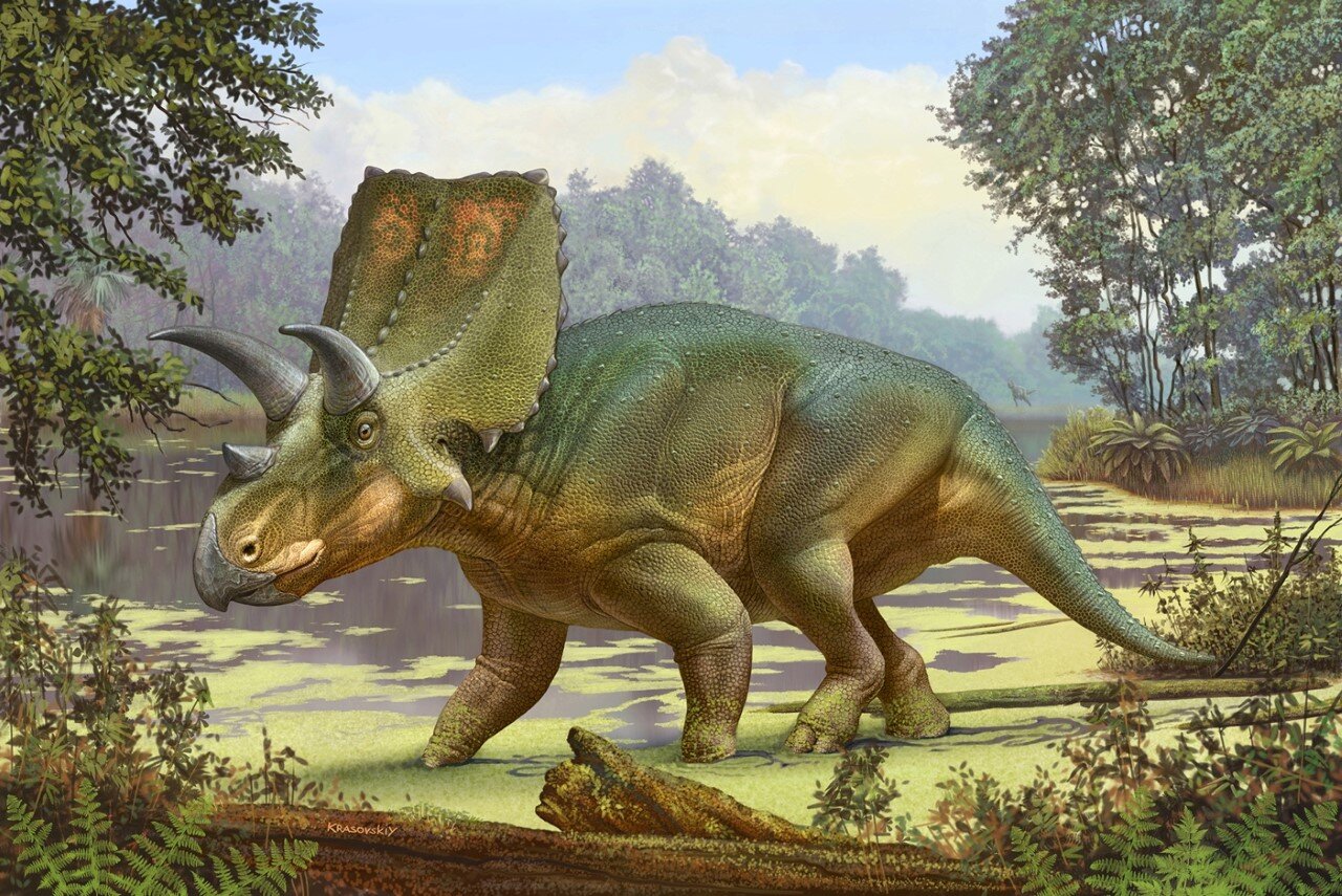 Triceratops